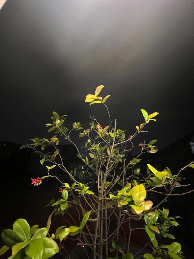Sunflower Homestay Χάι Φονγκ Εξωτερικό φωτογραφία